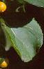 Celastrus scandens, fruit