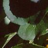 Celastrus scandens, fruit