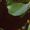 Celastrus scandens, fruit
