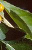 Celastrus scandens, fruit