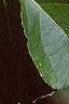 Celastrus scandens, fruit
