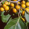 Celastrus scandens, fruit