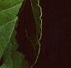 Celastrus scandens, fruit