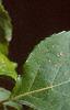 Celastrus scandens, fruit