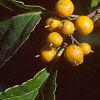 Celastrus scandens, fruit