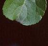 Celastrus scandens, fruit