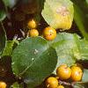 Celastrus scandens, fruit