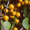 Celastrus scandens, fruit