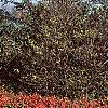 Euonymus alata 'Rudy Haag', habit