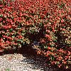 Euonymus alata 'Rudy Haag', habit