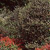 Euonymus alata 'Rudy Haag', habit