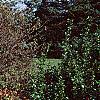 Euonymus alata 'Rudy Haag', habit