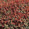 Euonymus alata 'Rudy Haag', habit