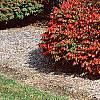 Euonymus alata 'Rudy Haag', habit