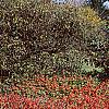 Euonymus alata 'Rudy Haag', habit