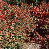 Euonymus alata 'Rudy Haag', habit