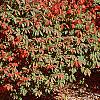 Euonymus alata 'Rudy Haag', habit