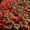 Euonymus alata 'Rudy Haag', habit