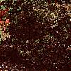 Euonymus alata 'Rudy Haag', habit