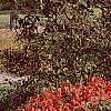 Euonymus alata 'Rudy Haag', habit