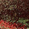 Euonymus alata 'Rudy Haag', habit