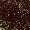 Euonymus alata 'Rudy Haag', habit