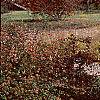 Euonymus alata 'Rudy Haag', habit