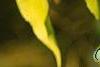 Euonymus bungeana, fruit