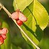 Euonymus bungeana, fruit