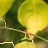 Euonymus bungeana, fruit
