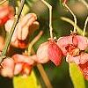 Euonymus bungeana, fruit