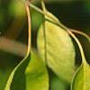 Euonymus bungeana, fruit