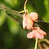Euonymus bungeana, fruit