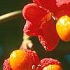 Euonymus europaeus var. intermedius, fruit
