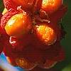Euonymus europaeus var. intermedius, fruit