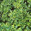 Euonymus fortunei 'Canadale Gold', habit