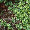Euonymus fortunei 'Canadale Gold', habit