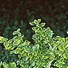 Euonymus fortunei 'Canadale Gold', habit