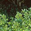 Euonymus fortunei 'Canadale Gold', habit