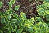 Euonymus fortunei 'Canadale Gold', habit