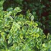 Euonymus fortunei 'Canadale Gold', habit