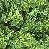 Euonymus fortunei 'Canadale Gold', habit