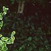 Euonymus fortunei 'Canadale Gold', habit