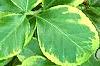 Euonymus fortunei 'Canadale Gold', leaves