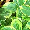 Euonymus fortunei 'Canadale Gold', leaves