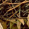 Euonymus fortunei 'Canadale Gold', leaves