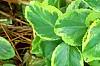 Euonymus fortunei 'Canadale Gold', leaves