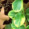 Euonymus fortunei 'Canadale Gold', leaves
