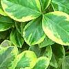 Euonymus fortunei 'Canadale Gold', leaves