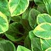 Euonymus fortunei 'Canadale Gold', leaves